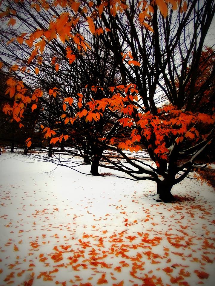 śnieg i liście